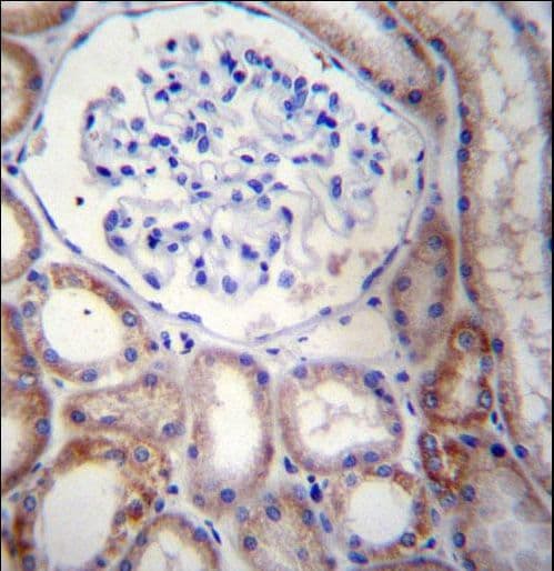 STARD5 Antibody (aa26-55)