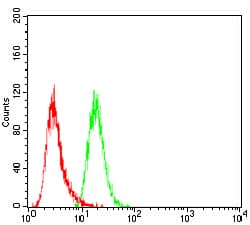 SSH1 Antibody (clone 1A5C8)