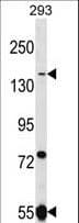 UHRF1BP1L / KIAA0701 Antibody (aa544-572)