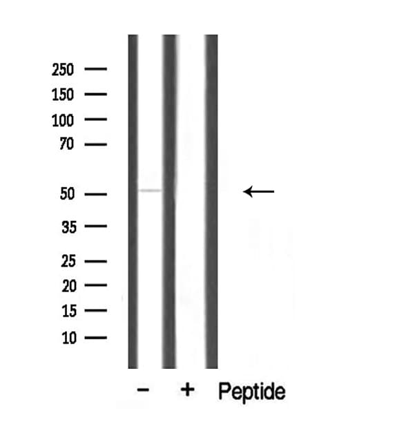 Translokin / CEP57 Antibody