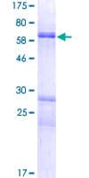 Human MANEA / ENDO Protein (Recombinant GST)