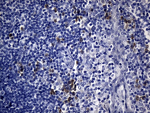NAF-1 / CISD2 Antibody (clone OTI4E8, Carrier-free)