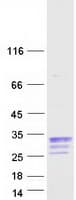 Human CBLN1 / Cerebellin 1 Protein (Recombinant Myc-DDK (Flag))