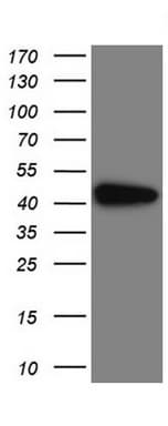 IDO1 / IDO Antibody (clone UMAB251)