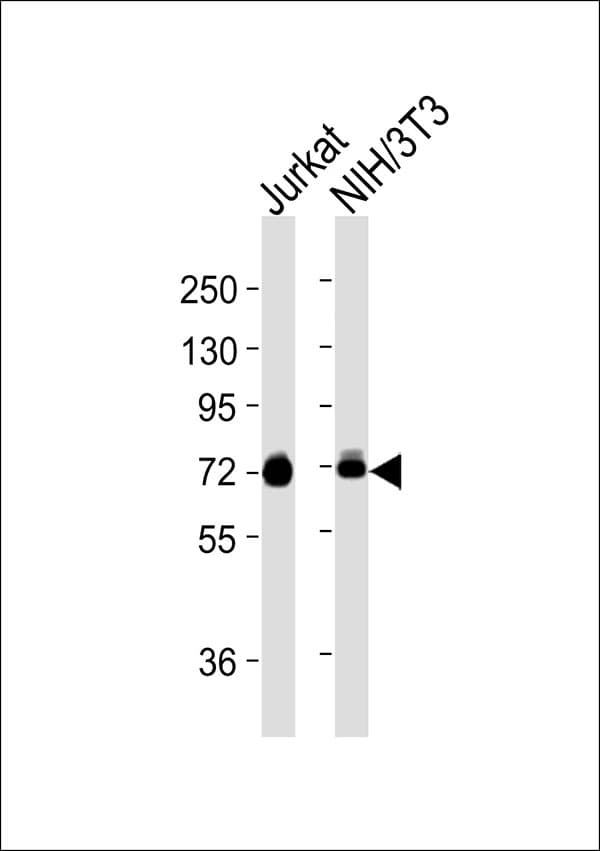 ANXA6/Annexin A6/Annexin VI Antibody
