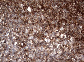 CD99 Antibody (clone OTI13F10)