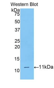 CD3D Antibody (aa22-103, Cy3)