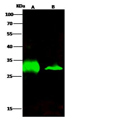 AK2 / Adenylate Kinase 2 Antibody (clone 025, Preservative Free)