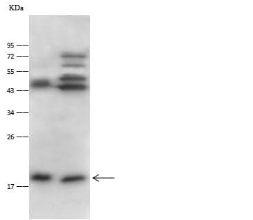 IL3 Antibody (Preservative Free)