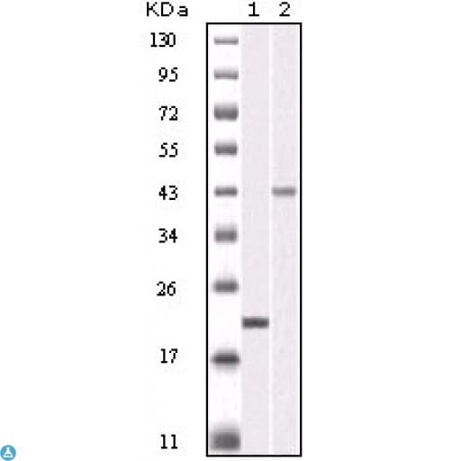 AURKB / Aurora-B Antibody
