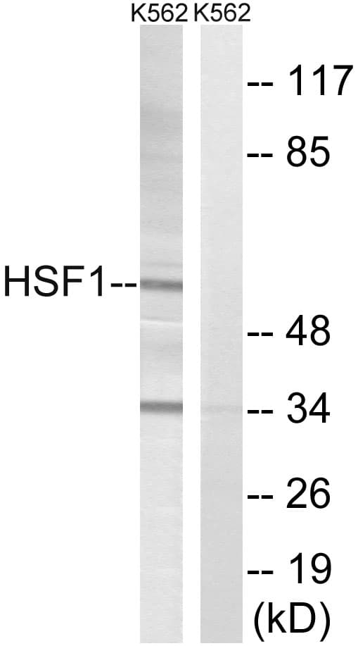 HSF1 Antibody (aa108-157)