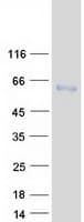 Human NFI / NFIC Protein (Recombinant Myc-DDK (Flag))