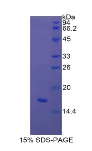 Human Histone H4 Protein (Recombinant His, N-Terminal)
