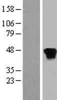 RP2 Protein (Over-Expression Lysate Myc-DDK (Flag))
