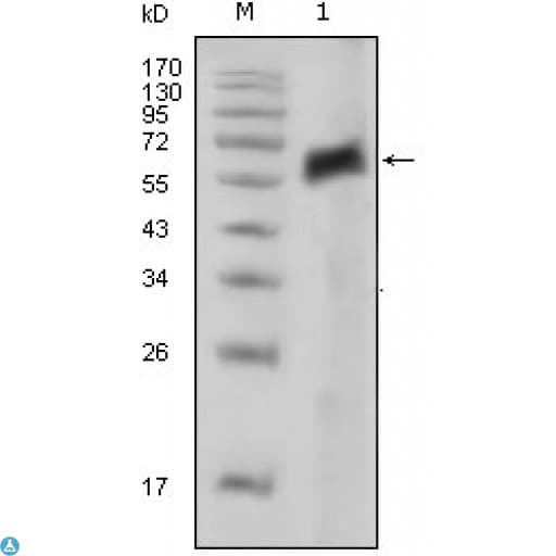 AXL Antibody