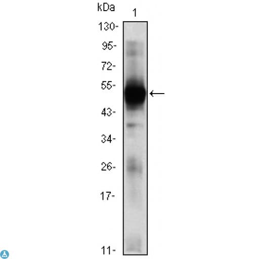 RAG2 / RAG-2 Antibody