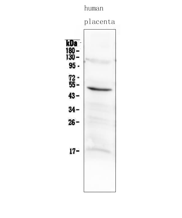 MMP10 Antibody