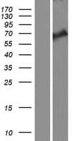 KLHL38 Protein (Over-Expression Lysate Myc-DDK (Flag))