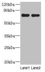 ACTR8 Antibody