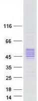 Human KLK5 / Kallikrein 5 Protein (Recombinant Myc-DDK (Flag))