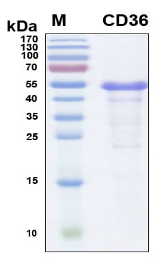 Human CD36 Protein (Recombinant 6His, N-terminus)