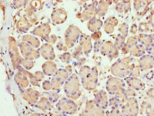 Polyclonal Rabbit anti-Human LYG1 Antibody