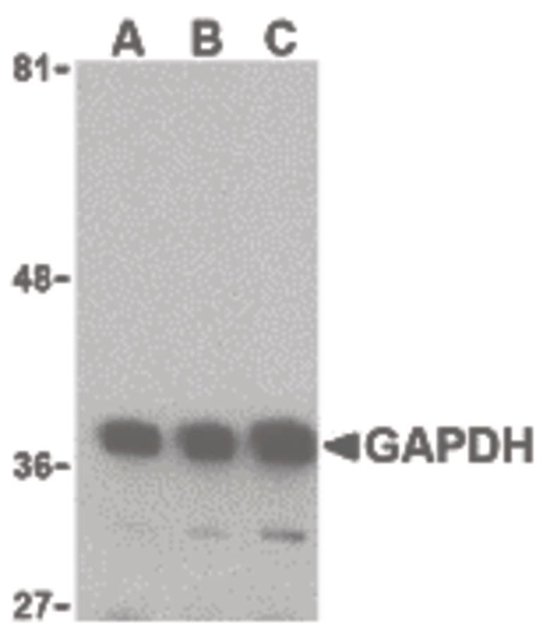 GAPDH Antibody