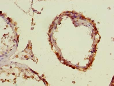 Polyclonal Rabbit anti-Human C16orf48 Antibody (IHC, WB)