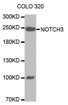 NOTCH3 Antibody