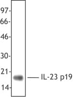 PathPlus™ IL23A / IL-23 p19 Antibody (clone HLT2736)