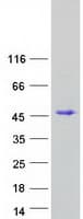 Human EAF2 / U19 Protein (Recombinant Myc-DDK (Flag))