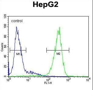 IHC-plus™ Polyclonal Rabbit anti-Human Alpha Fucosidase / FUCA1 Antibody (aa265-294, IHC, WB)