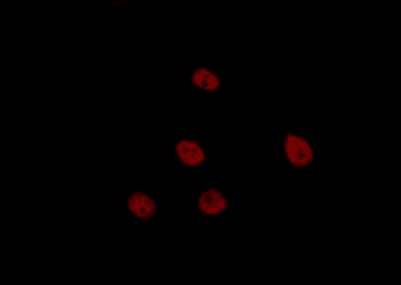 TCEAL6 Antibody