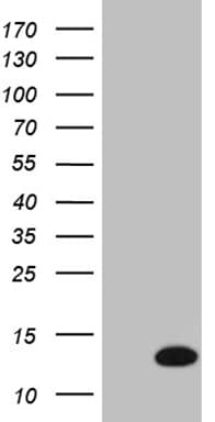 Monoclonal Mouse anti-Human COX17 Antibody (clone OTI2D7, aa2-63, IHC, WB)