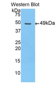 Apolipoprotein A-V Antibody (aa21-210)