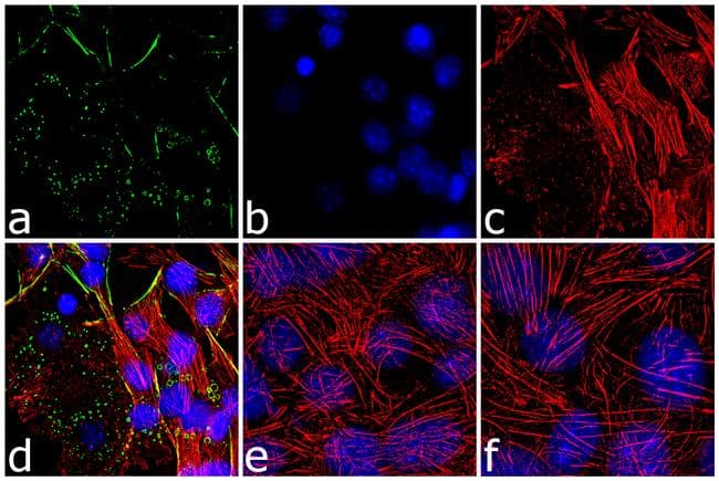 Polyclonal Rabbit anti-Mouse PLIN1 / Perilipin Antibody (IF, WB)