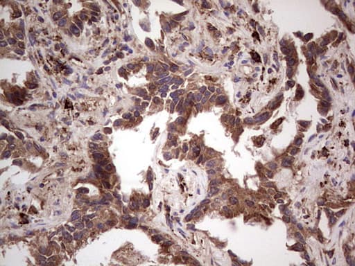 RET Antibody (aa713-1017, clone OTI1G1)