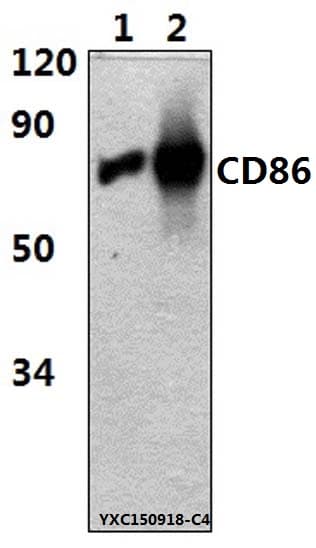 CD86 Antibody