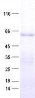 Human ZNF266 Protein (Recombinant His, N-Terminal)