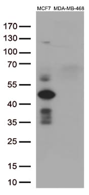 GATA3 Antibody (aa155-443, clone OTI10G7)