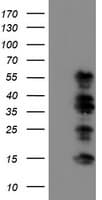 WWTR1 / TAZ Antibody (clone OTI1H9)