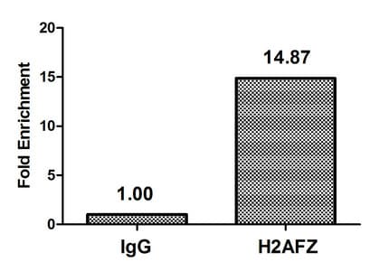 Polyclonal Rabbit anti-Human H2AFZ / H2A.z Antibody (IF)