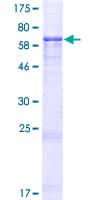 Human IER5 Protein (Recombinant GST)