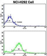 RARS2 / ARGRS Antibody (aa369-399)