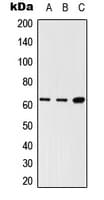 SH2B3 / LNK Antibody (Internal)