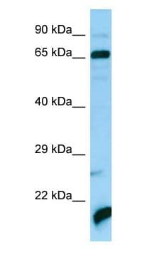 ATAD3A Antibody (aa383-432)