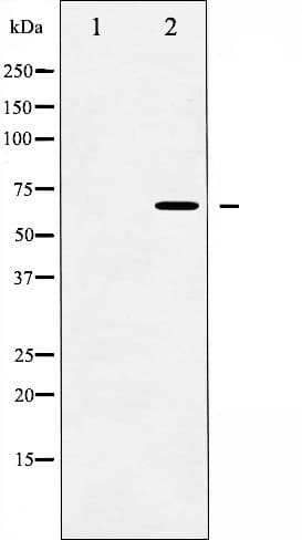 SYT1 / Synaptotagmin Antibody