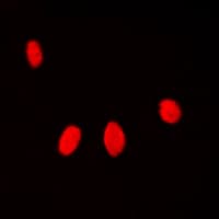 IHC-plus™ Histone H1 Antibody (N-Terminus)