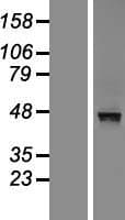 MACROD2 Protein (Over-Expression Lysate Myc-DDK (Flag))