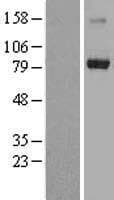 TRIM3 Protein (Over-Expression Lysate Myc-DDK (Flag))